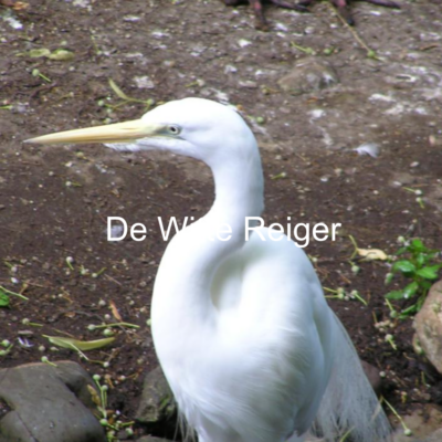 Lees meer over het artikel Presenteren voor beginners