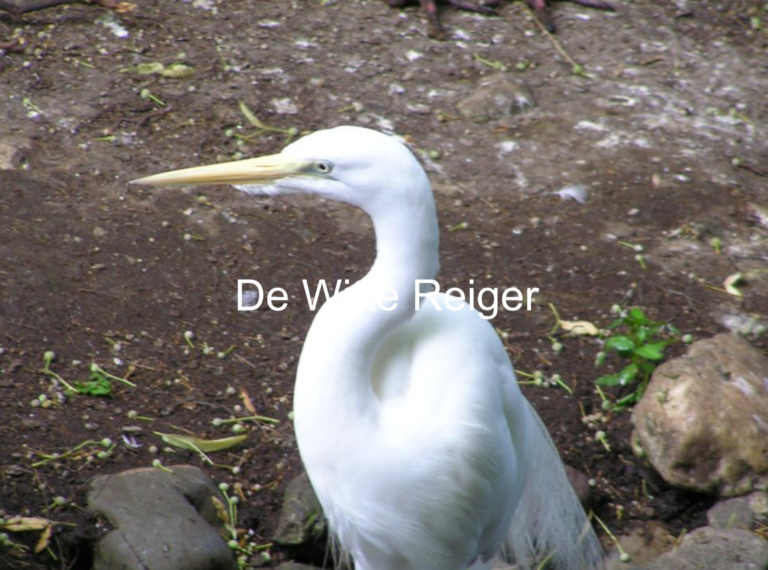 Lees meer over het artikel Een presentatie geven