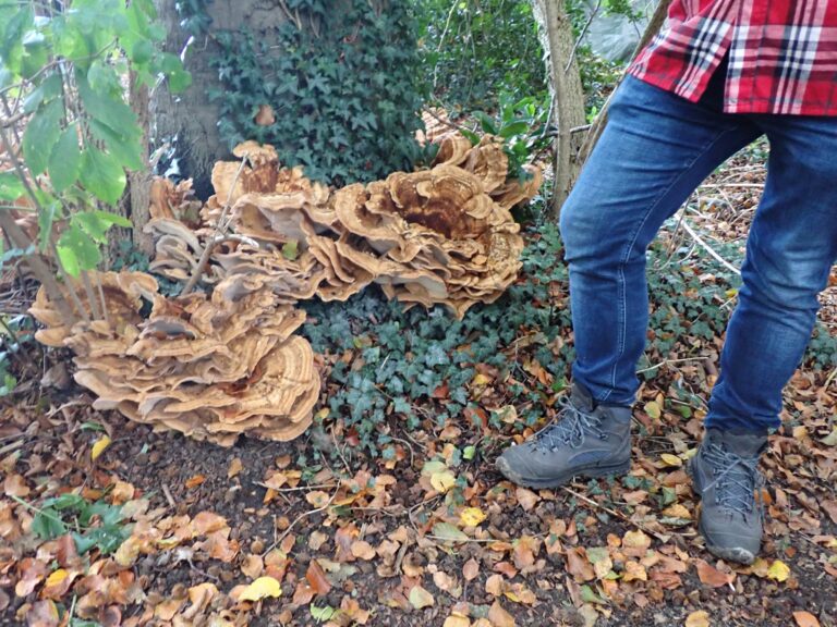 Lees meer over het artikel Paddestoelen praten met minstens 50 woorden
