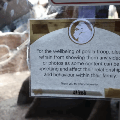 Lees meer over het artikel Toronto zoo: maak Nassir de Gorilla niet gek met die video’s op jullie telefoons