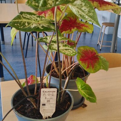 Lees meer over het artikel Hoe heten de planten in het IT-lokaal?